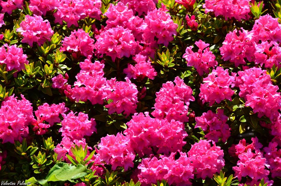 Il Rododendro: la pianta che tinge le montagne di rosa Il Rododendro: la pianta che tinge le montagne di rosa