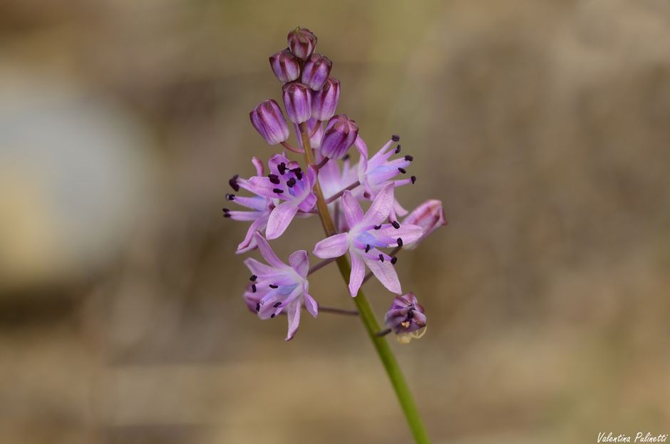 Le Scille piante bulbose poco conosciute, ma meritevoli di essere scoperte per la loro bellezza Le Scille piante bulbose poco conosciute, ma meritevoli di essere scoperte per la loro bellezza