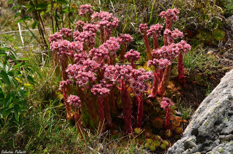I Semprevivi: piante grasse simbolo di forza e resistenza I Semprevivi: piante grasse simbolo di forza e resistenza