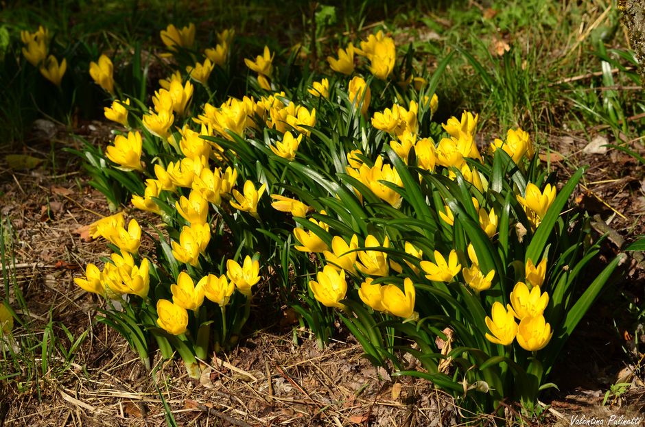 Fiori di Liguria: La Sternbergia lutea, bella, ma pericolosa….