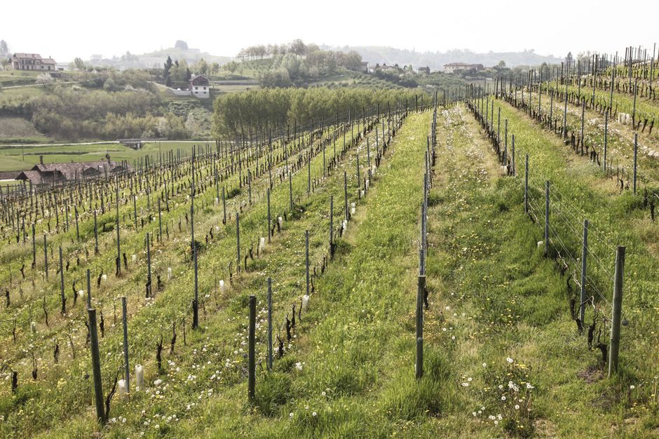 San Damiano d'Asti: "Carlin de Paolo" una cantina con vini eccellenti e piatti tradizionali