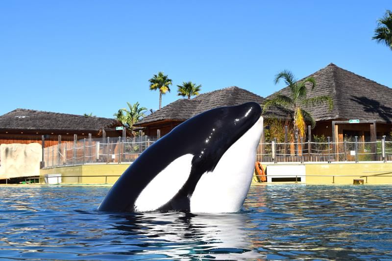 Marineland addio: la struttura chiude domenica Marineland addio: la struttura chiude domenica