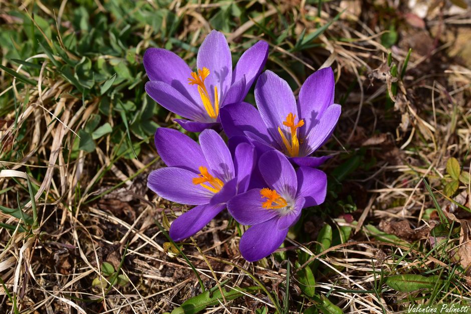I Crocus, annunciatori della primavera e simbolo della bellezza giovanile