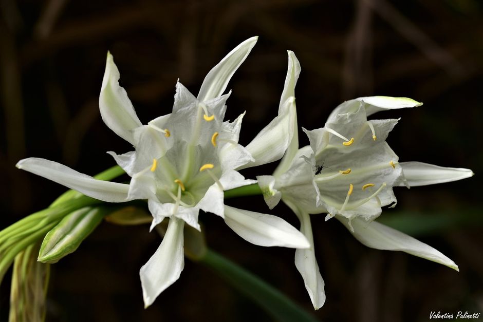 I fiori di Liguria: un patrimonio di grande bellezza