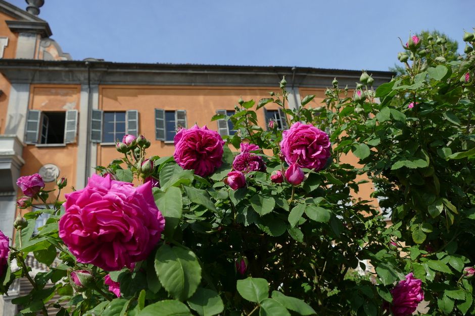 Domenica 4 maggio: riapre l'Orto Botanico di Pavia