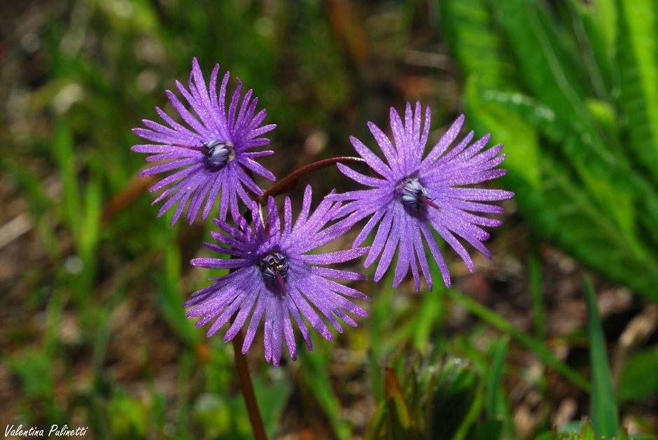 La Soldanella: una piantina dalla bellezza delicata che fiorisce allo sciogliersi della neve La Soldanella: una piantina dalla bellezza delicata che fiorisce allo sciogliersi della neve