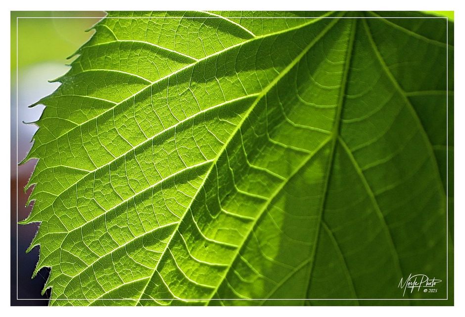 Inizia il Maggio Astigiano: gli eventi del primo fine settimana