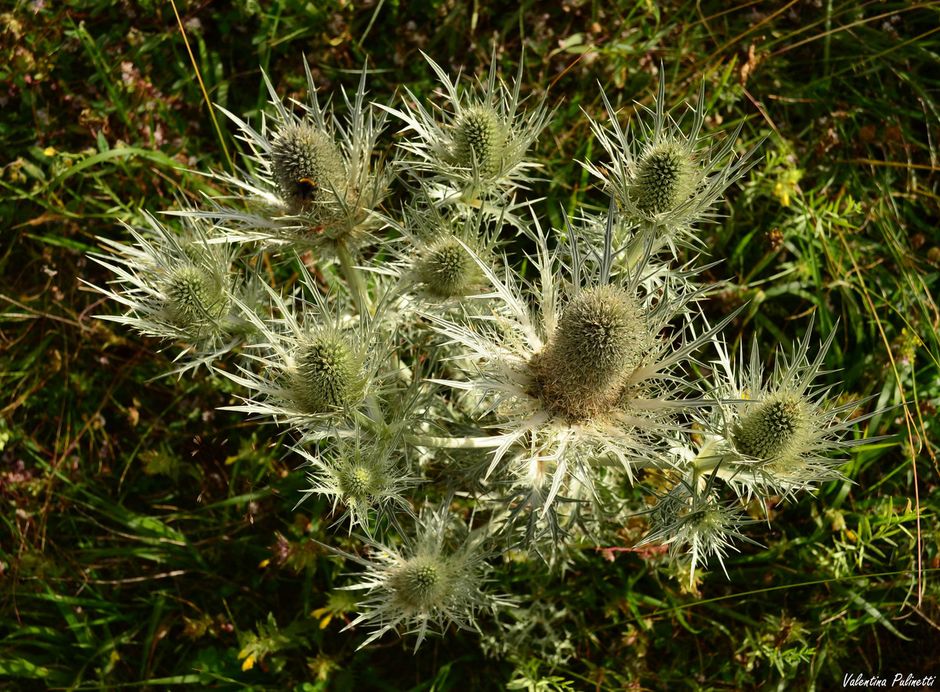Gli Eryngium, piante spinose simbolo di felicità coniugale Gli Eryngium, piante spinose simbolo di felicità coniugale