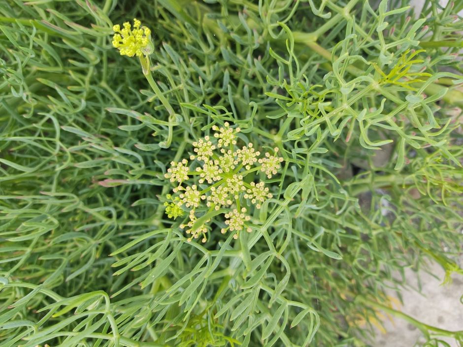 Storia, curiosità e benefici del Finocchio Marino (Crithmum maritimum L.)