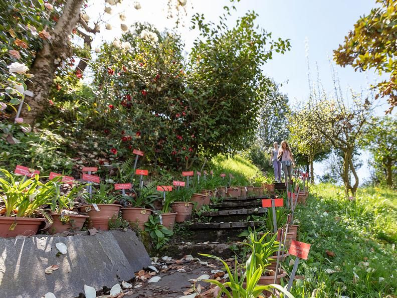 Canton Ticino (CH) alla scoperta del Parco botanico del Gambarogno Canton Ticino (CH) alla scoperta del Parco botanico del Gambarogno