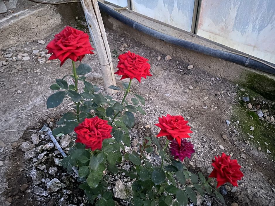 Antonio Marchese: un'artista che crea nuove rose
