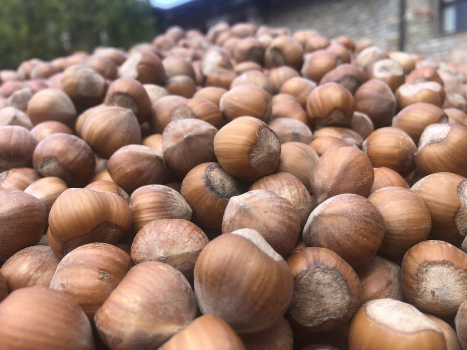 Ascopiemonte festeggia a Neive i suoi 25 anni con un convegno sul futuro della Nocciola Piemonte Igp