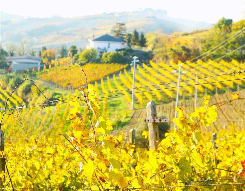 L’autunno è il momento giusto per un viaggio nel Monferrato per i colori mozzafiato delle vigne, il profumo del Tartufo e gli ottimi vini che accompagnano piatti semplici, ma di grande gusto.