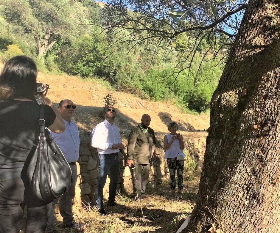 Seborga: nasce il nuovo presidio Slow food dedicato all'olio di Seborga prodotto dalla fattoria dei Monaci Templari.