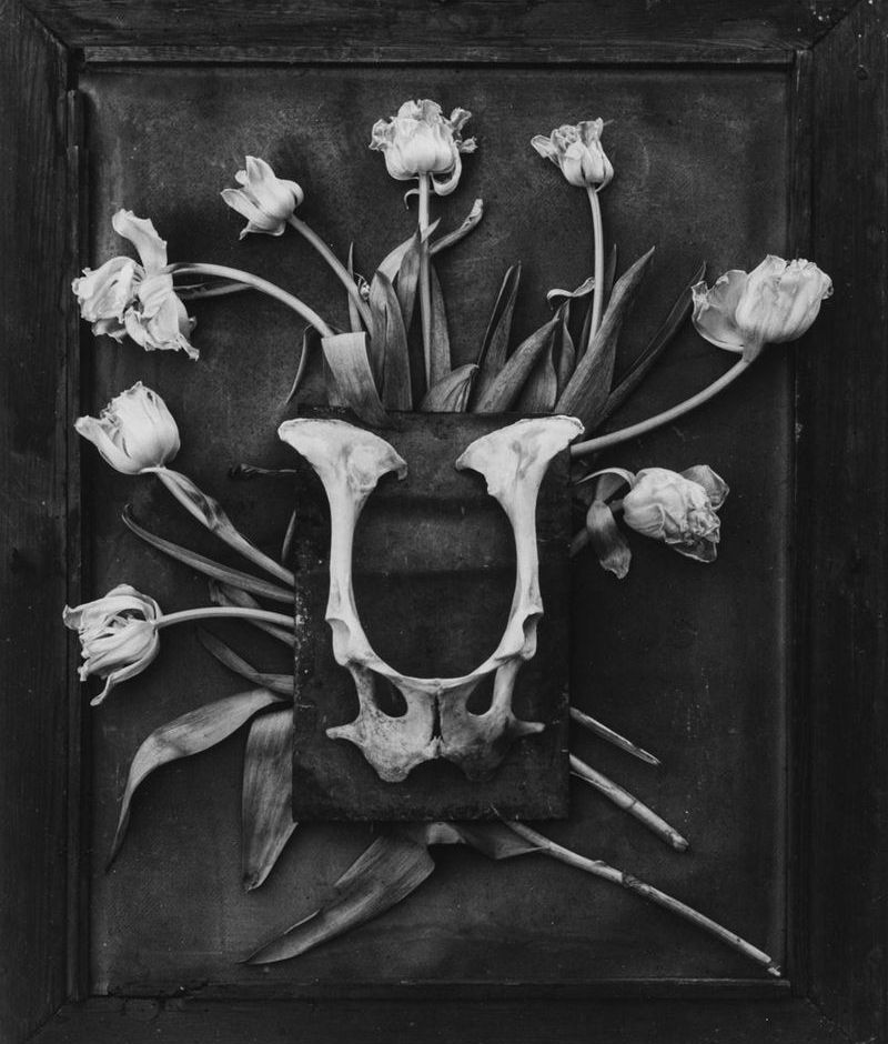 Sabato 29 giugno a Chieri inaugurazione della mostra fotografica “HISTOIRES de FLEURS”