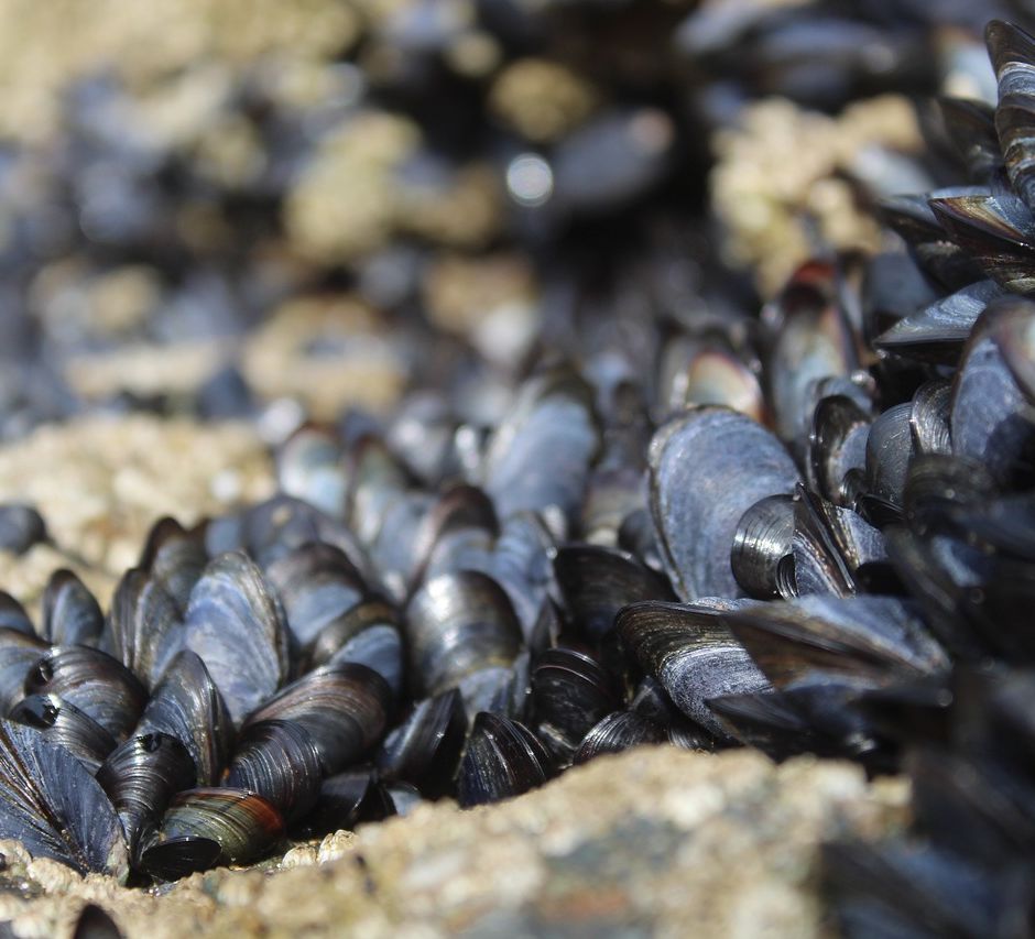 Cozze e sostenibilità: un tesoro di nutrienti e un aiuto per l'ambiente