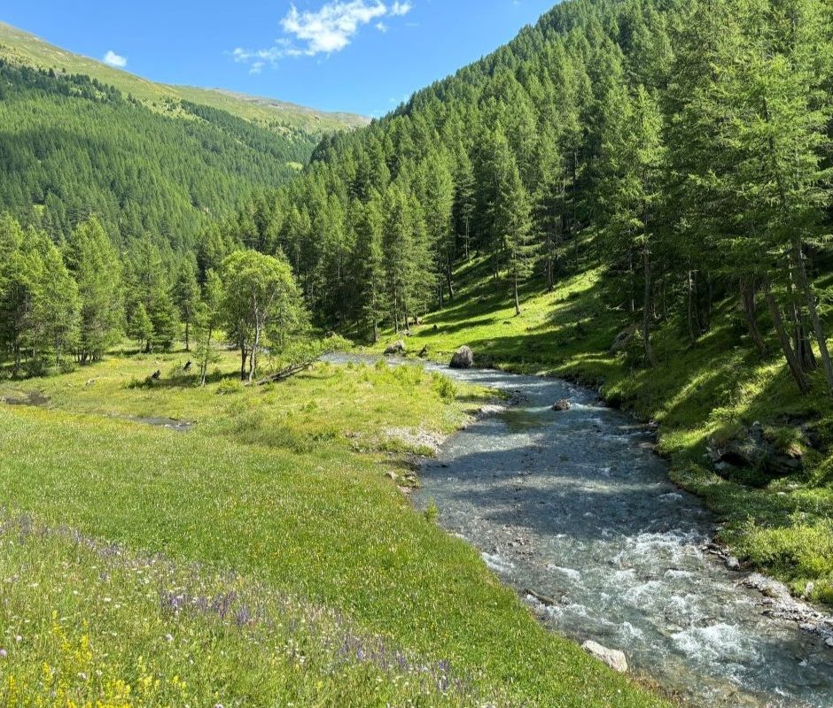 Settimana green e &quot;Green wall&quot;: il Des Ambrois &quot;fa la scelta giusta&quot; con docenti e studenti, dialogando con il territorio valsusino