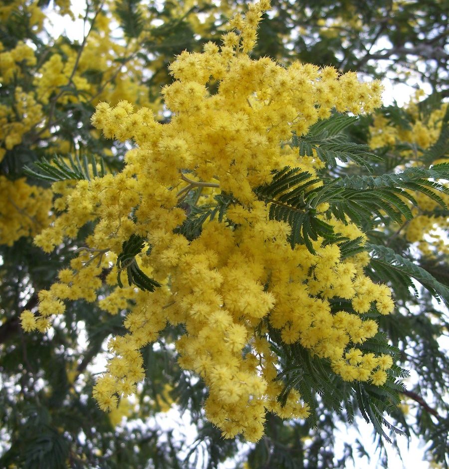Acacia dealbata Wikipedia
