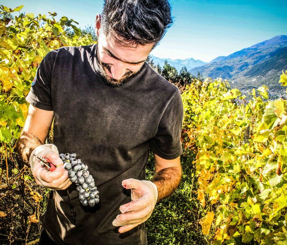 La Cave Gargantua: la tradizione vitivinicola della Valle d'Aosta, fatta di passione e amore per il buon vino