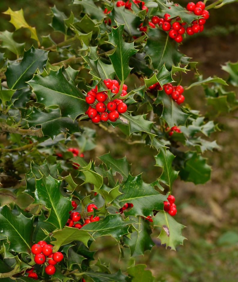 L’Agrifoglio pianta porta fortuna, simbolo del Natale