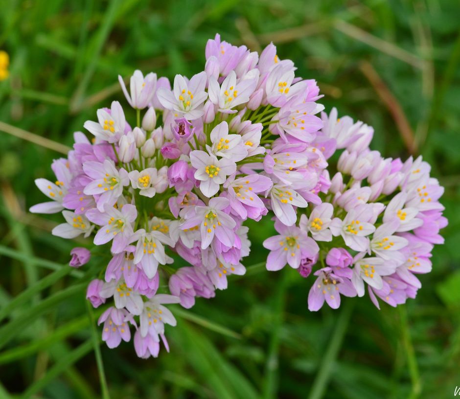 L’Allium: pianta conosciuta fin dall’antichità per le sue proprietà alimentari e terapeutiche