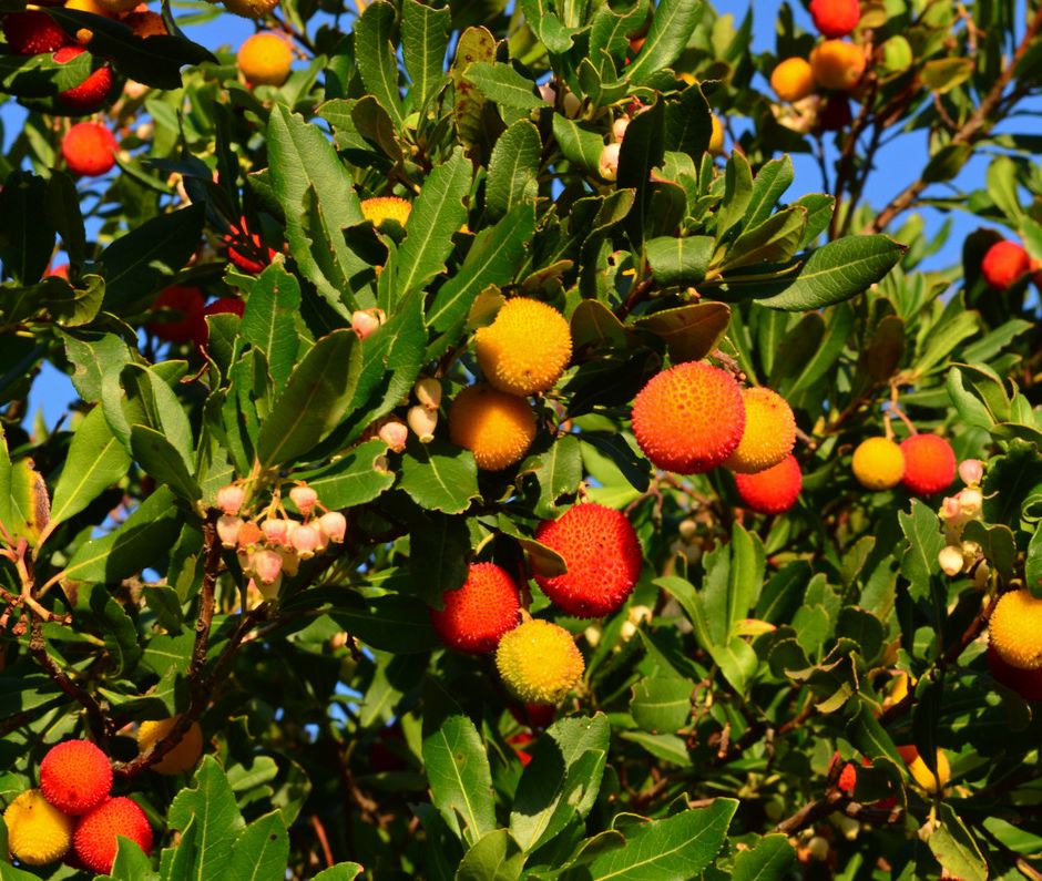 Corbezzolo: l’albero simbolo del tricolore italiano, dai frutti dolcissimi ed amato dalla splendida farfalla Jasio