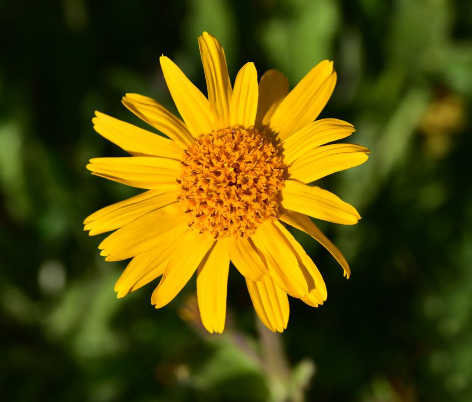 L’Arnica montana una pianta dalle proprietà curative