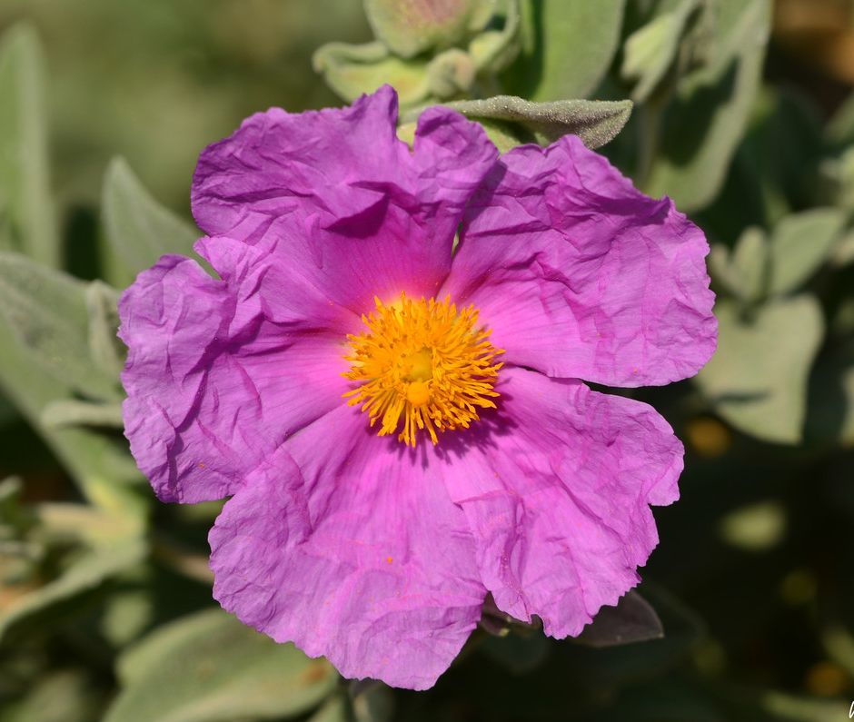 I Cistus, tipici fiori della macchia mediterranea simbolo di leggerezza e fragilità