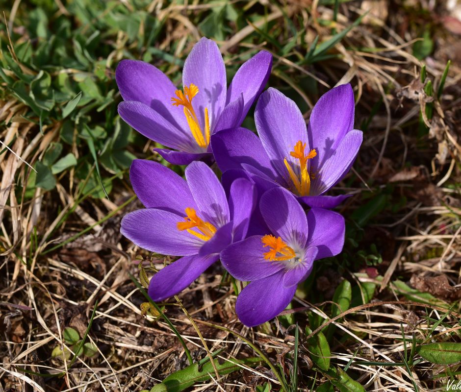 I Crocus, annunciatori della primavera e simbolo della bellezza giovanile