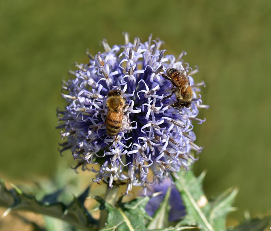 Gli Echinops, fiori sferici amati dalle api per il loro nettare