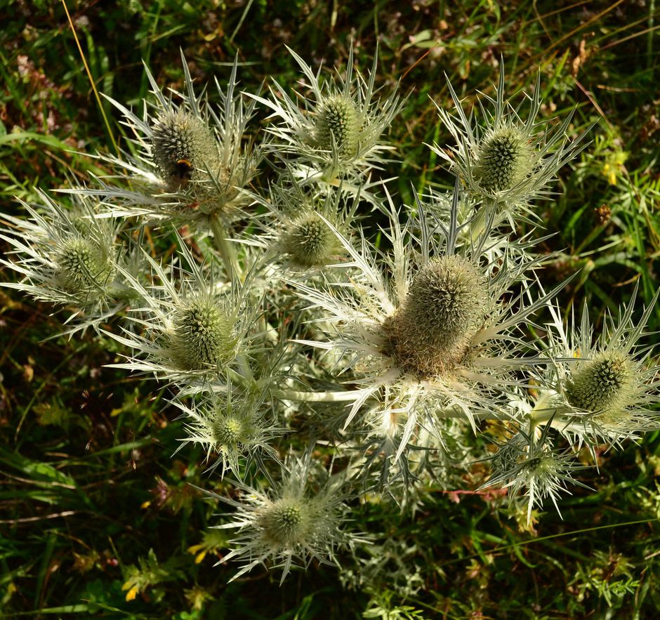 Gli Eryngium, piante spinose simbolo di felicità coniugale