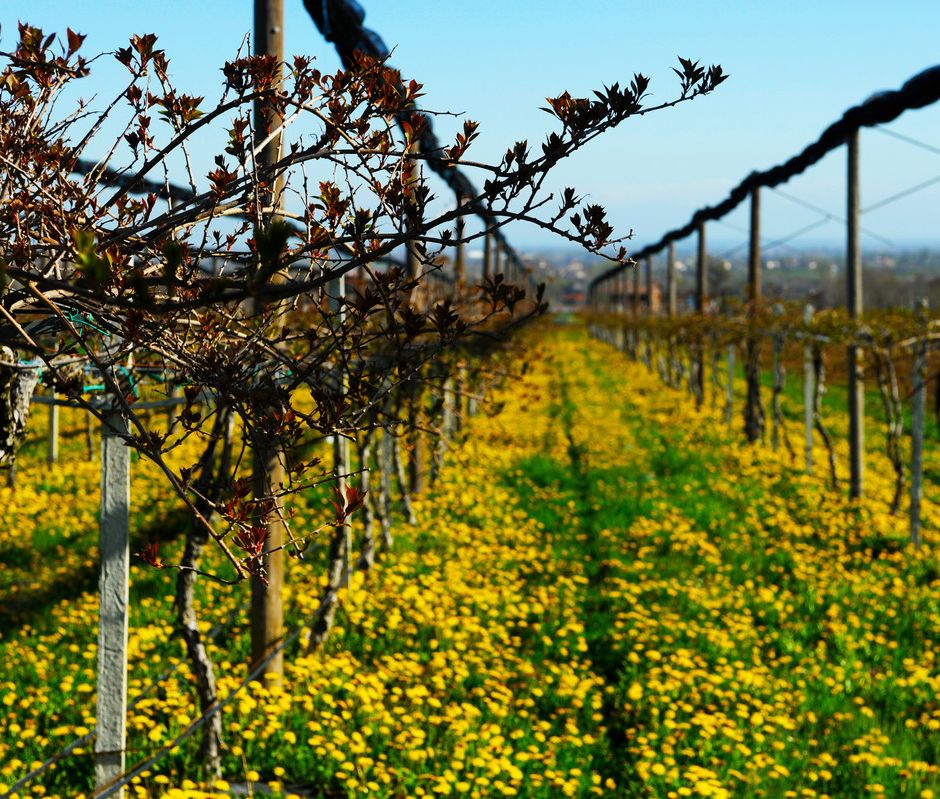 “RADICI – storie di terra” Dai fiori di Nergi agli insetti amici: quando la natura firma la sostenibilità