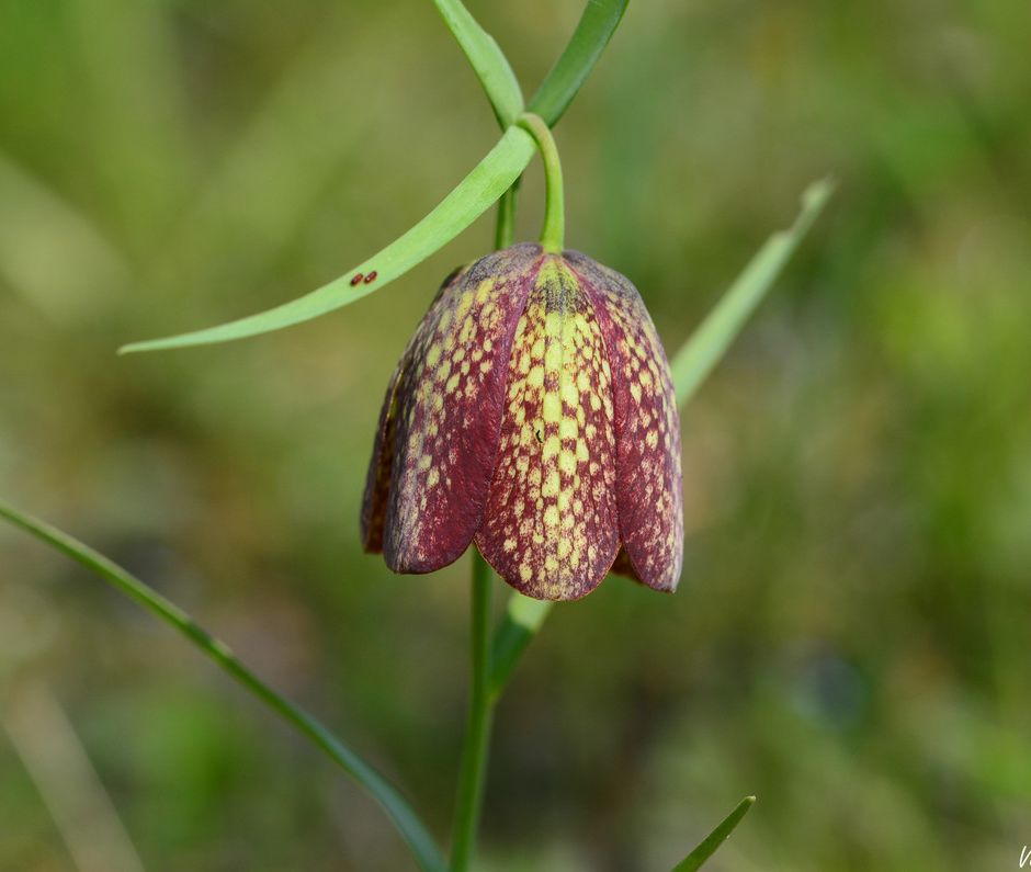La Fritillaria: il fiore a scacchi, simbolo di maestosità e amore