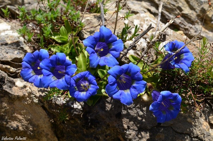 Genziane fiori simbolo della montagna e della determinazione