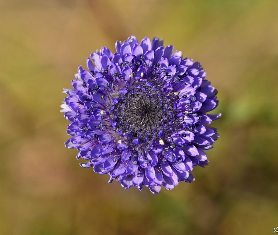 Le Globularie: piccole piante dai fiori globosi