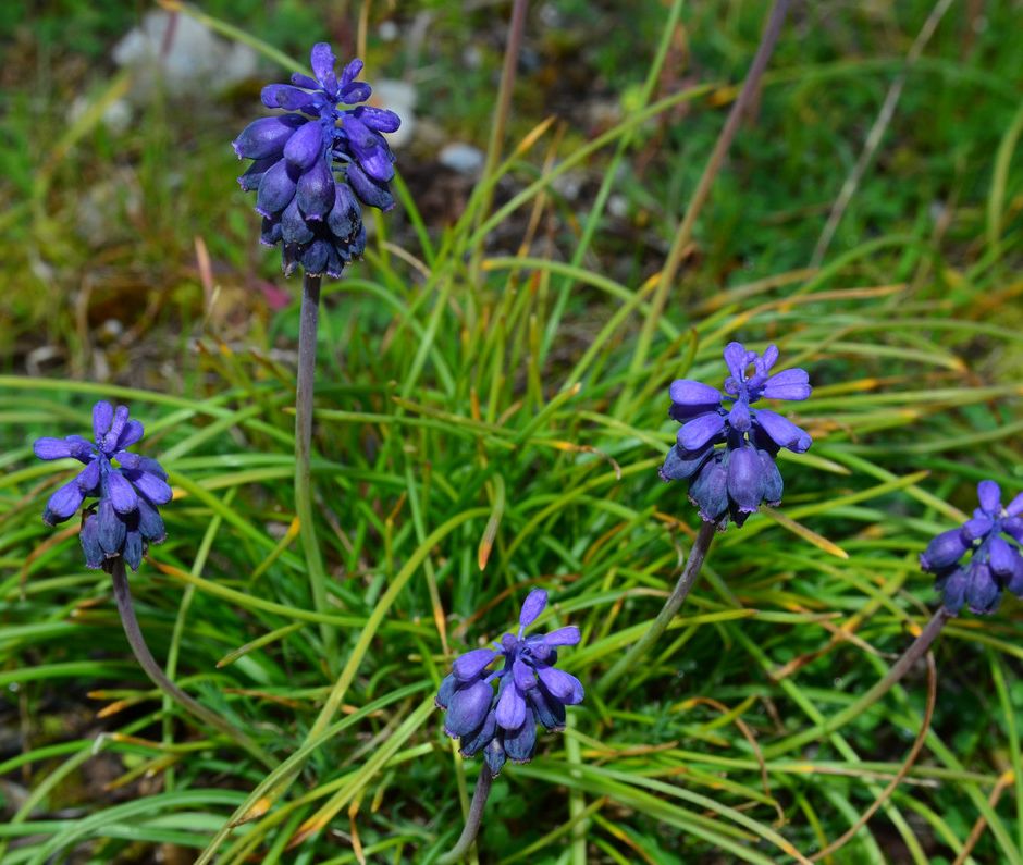 I Muscari piccole bulbose a fioritura primaverile, simbolo di saggezza e di pace interiore