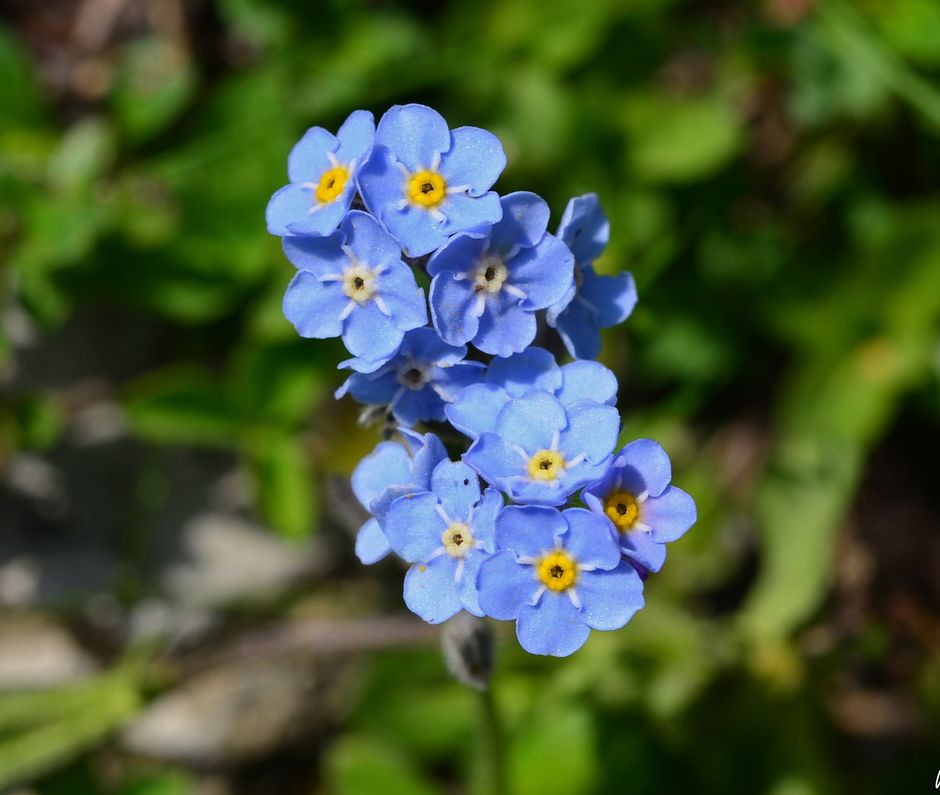 Il Myosotis, meglio conosciuto come Non ti scordar di me, è il simbolo di fedeltà e di amore eterno
