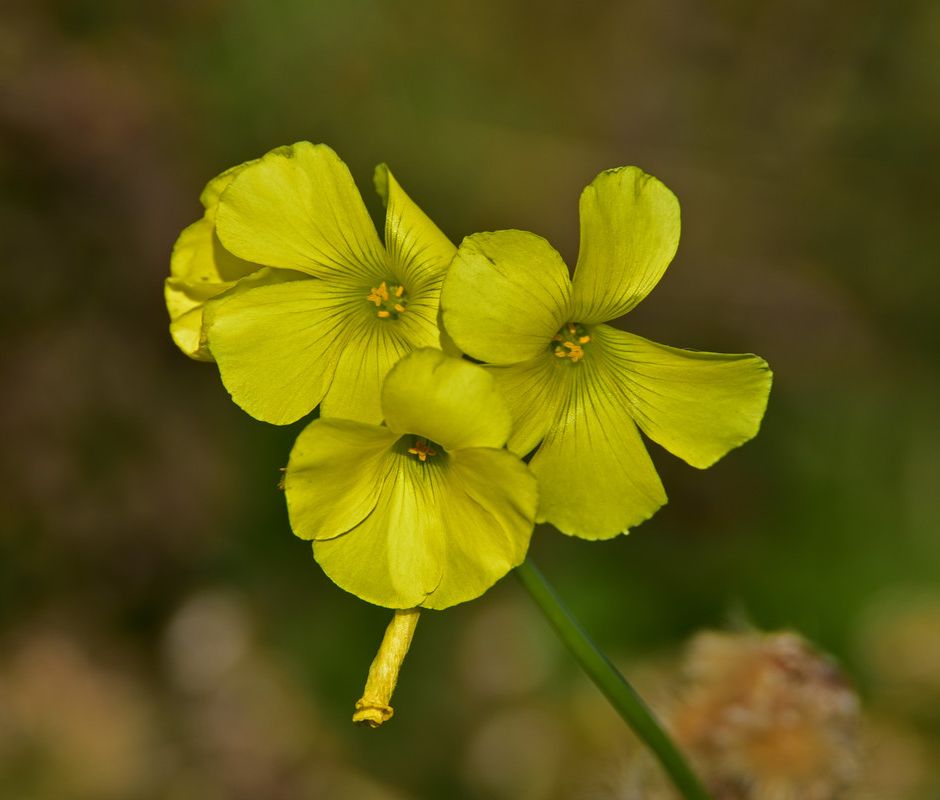 Oxalis: le esili piantine dalle foglie trifogliate, che annunciano il risveglio della natura