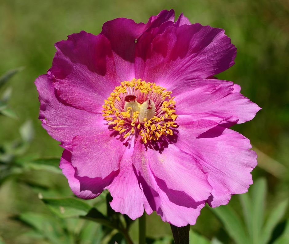 Le Peonie, fiori amati da secoli, simbolo di raffinatezza, eleganza e bellezza femminile.