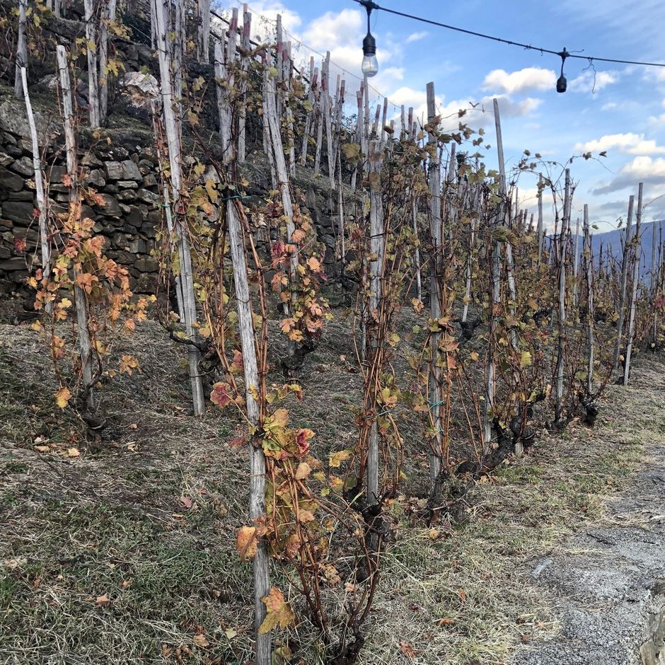 Vini eroici di montagna in Val Germanasca: L’AUTIN