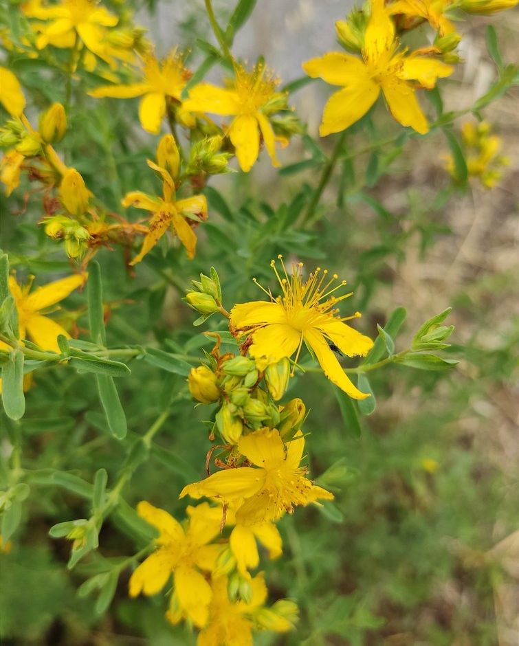 Hypericum Perforatum