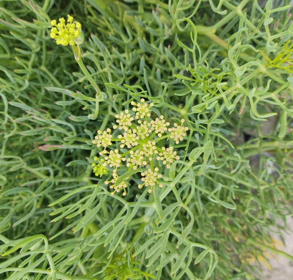Storia, curiosità e benefici del Finocchio Marino (Crithmum maritimum L.)