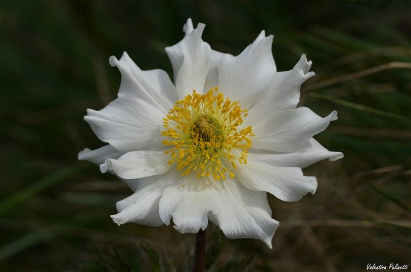 Fiori di Liguria: Anemoni, i fiori del vento