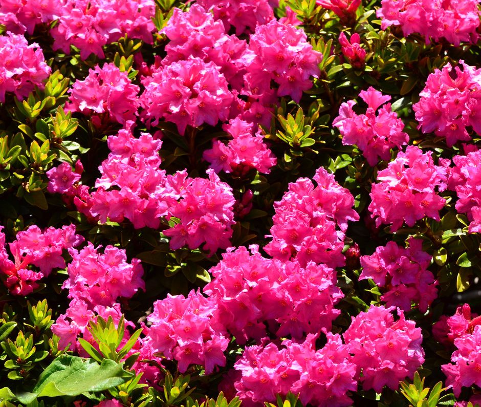 Il Rododendro: la pianta che tinge le montagne di rosa