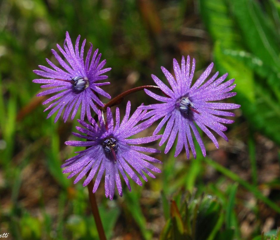 La Soldanella: una piantina dalla bellezza delicata che fiorisce allo sciogliersi della neve