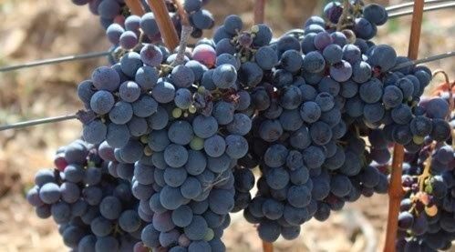 Un futuro Prospero per i vigneti eroici Stamati