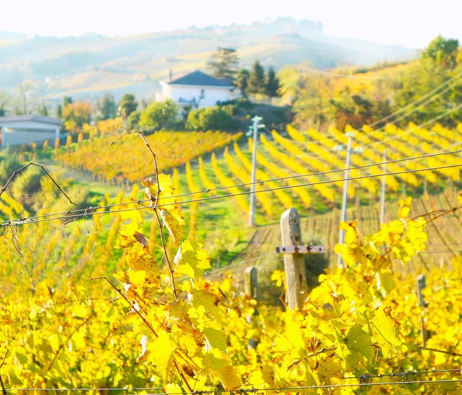 L’autunno è il momento giusto per un viaggio nel Monferrato per i colori mozzafiato delle vigne, il profumo del Tartufo e gli ottimi vini che accompagnano piatti semplici, ma di grande gusto.