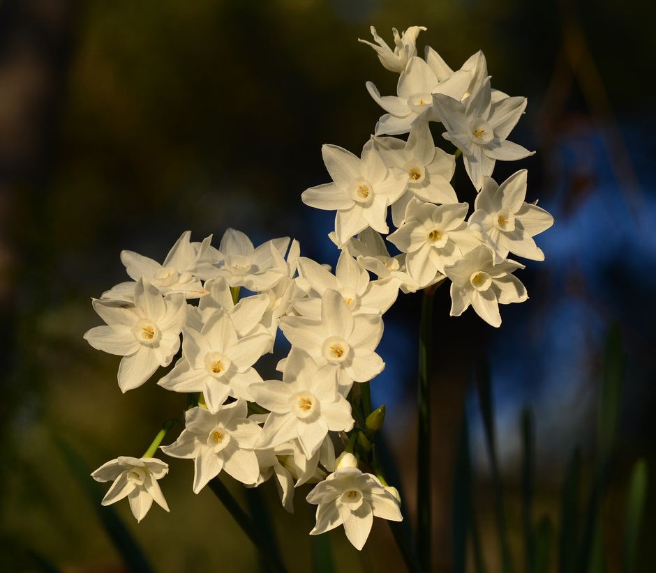 Fiori di Liguria: il profumo dei Narcisi annuncia l’arrivo della Primavera