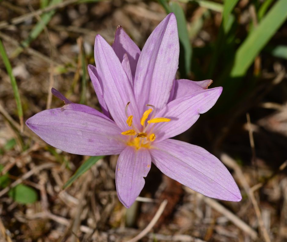 Fiori di Liguria: Colchicum, sembra zafferano, ma è velenoso