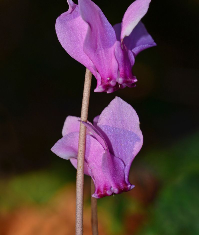 Fiori di Liguria: il Ciclamino, il fiore della modestia, della solitudine e dell'amabilità, ma pericoloso
